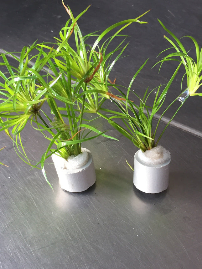 Juncus Repens Live Aquatic Plant: Easy Care, Versatile Red Green Aquascape Grass