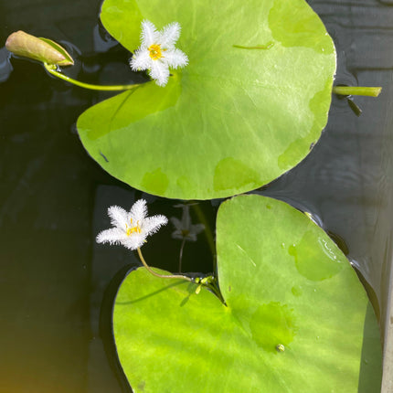 Live Nymphoides Indica Water Snowflake Aquatic Plant for Aquarium & Pond