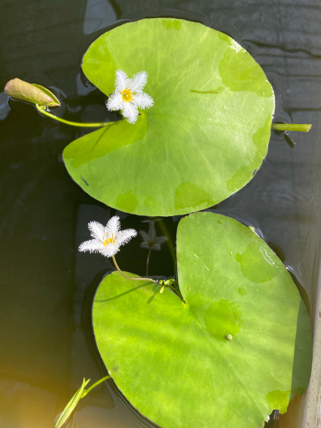 Live Nymphoides Indica Water Snowflake Aquatic Plant for Aquarium & Pond
