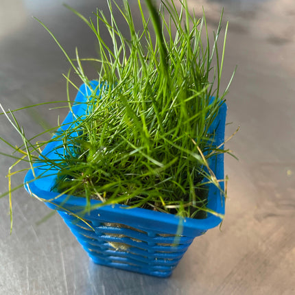 Lush Green Eleocharis Acicularis Mini Hair Grass Aquarium Plant Pot
