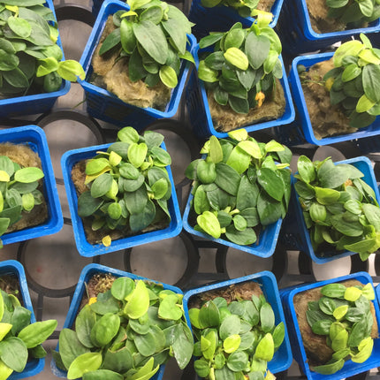 Dwarf Anubias Mini Golden Nana Live Aquarium Plant - Easy Low Light