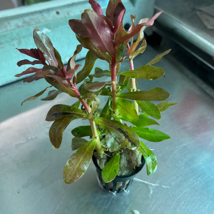 Ammannia Senegalensis Vibrant Red Aquatic Plant Midground Aquarium Decor