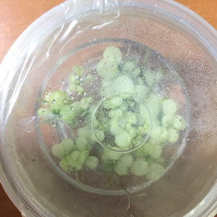 Stunning Variegated Anubias Nana Live Aquatic Plant - Easy Care Aquarium Decor