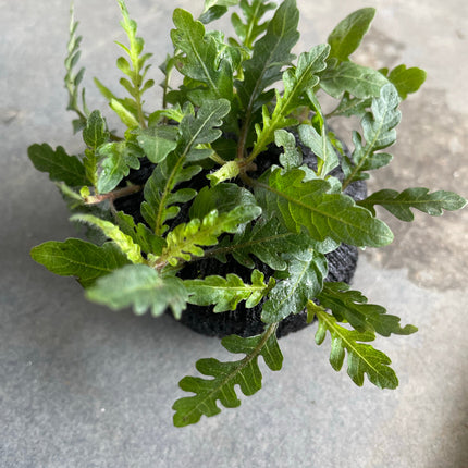 Hygrophila Pinnatifida Wabikusa: Vibrant Aquatic Plant for Stunning Aquascapes