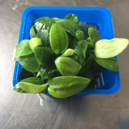 Dwarf Anubias Mini Golden Nana Live Aquarium Plant - Easy Low Light