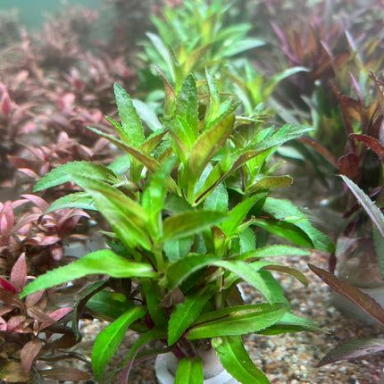 Vibrant Limnophila Aromatica Aquatic Plant: Bushy Red-Green Aquarium Filler