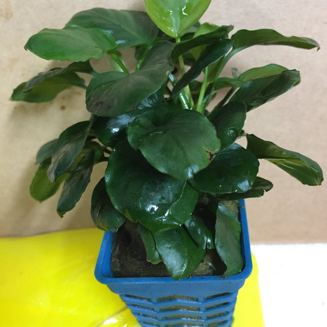 Anubias Nana Coin Live Aquarium Plant - Easy Care Freshwater Aquatic Decor