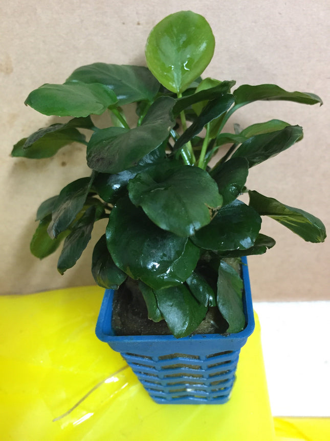 Anubias Nana Coin Live Aquarium Plant - Easy Care Freshwater Aquatic Decor