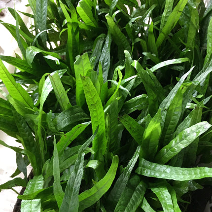 Hardy Java Fern Live Aquatic Plant for Aquarium Background Midground Easy Care