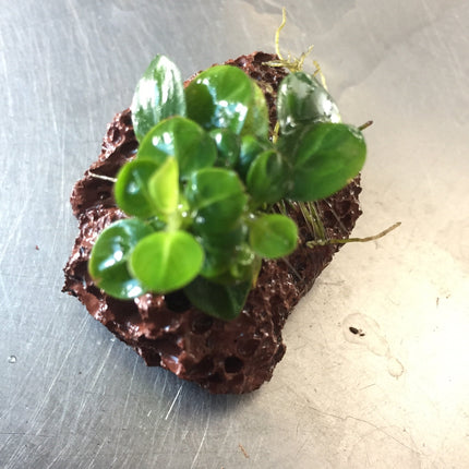 Vibrant Anubias Stardust Live Aquatic Plant for Freshwater Aquariums, Easy Care