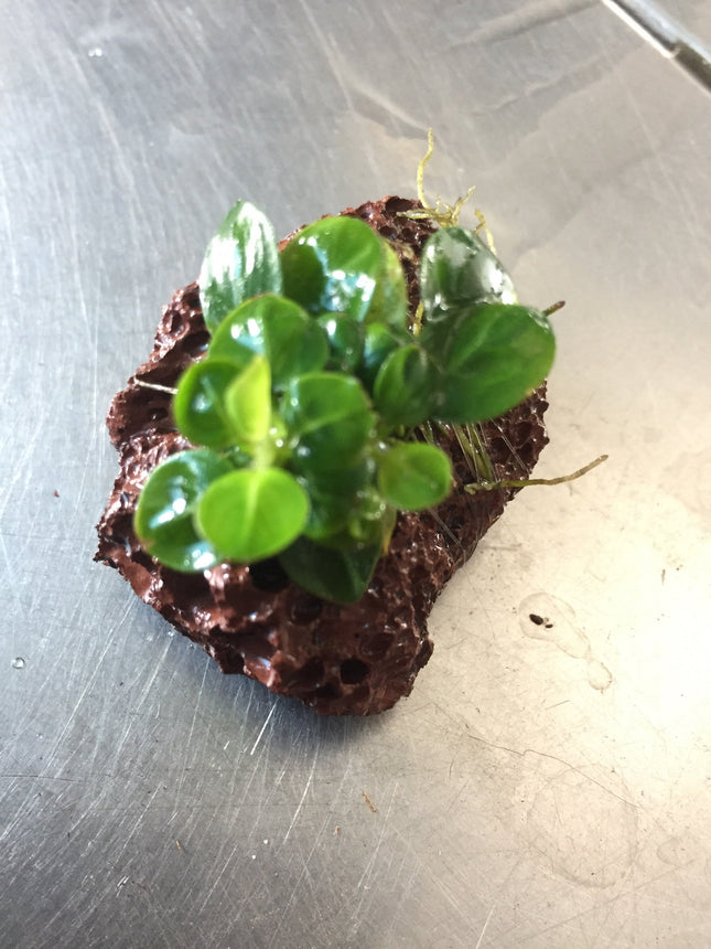 Vibrant Anubias Stardust Live Aquatic Plant for Freshwater Aquariums, Easy Care