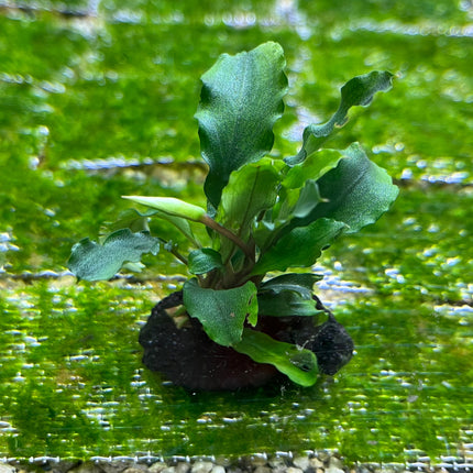 Lush Wavy Green Bucephalandra Live Aquarium Plant - Easy Care, Low Light