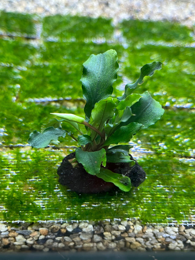 Lush Wavy Green Bucephalandra Live Aquarium Plant - Easy Care, Low Light
