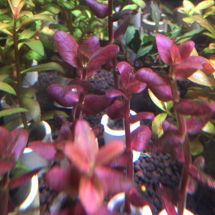 Bacopa Salzmannii Araguaia Purple Live Aquarium Plant Easy Care Midground Background