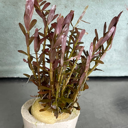 Rotala Wayanad Vibrant Red Aquarium Plant - Midground CO2 Required Live Flora