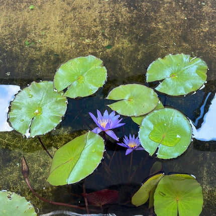 Vibrant Live Aquatic Water Lily Plant for Beautiful Freshwater Aquariums