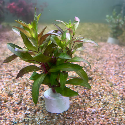 Vibrant Limnophila Aromatica Aquatic Plant: Bushy Red-Green Aquarium Filler
