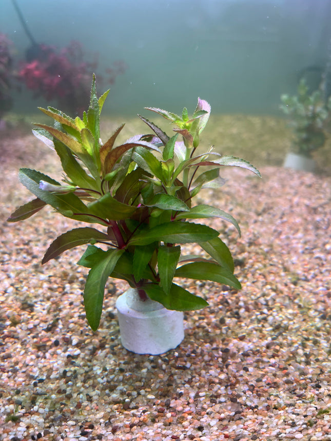 Vibrant Limnophila Aromatica Aquatic Plant: Bushy Red-Green Aquarium Filler