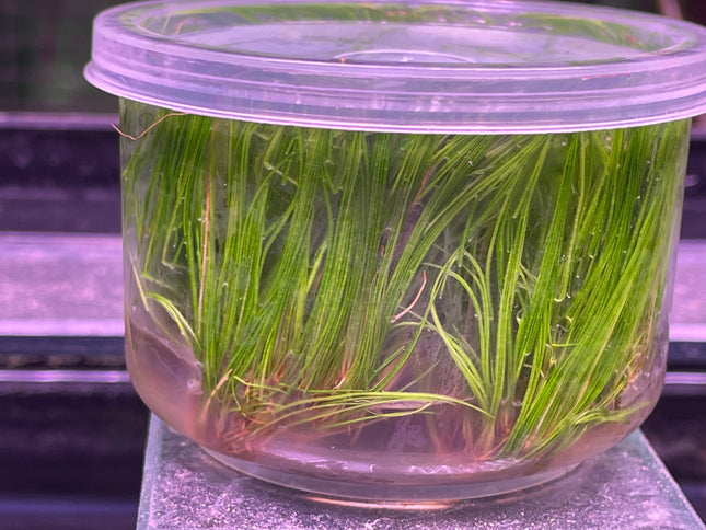 Premium Eleocharis Acicularis Dwarf Hairgrass Live Aquarium Plant Carpet (TC)
