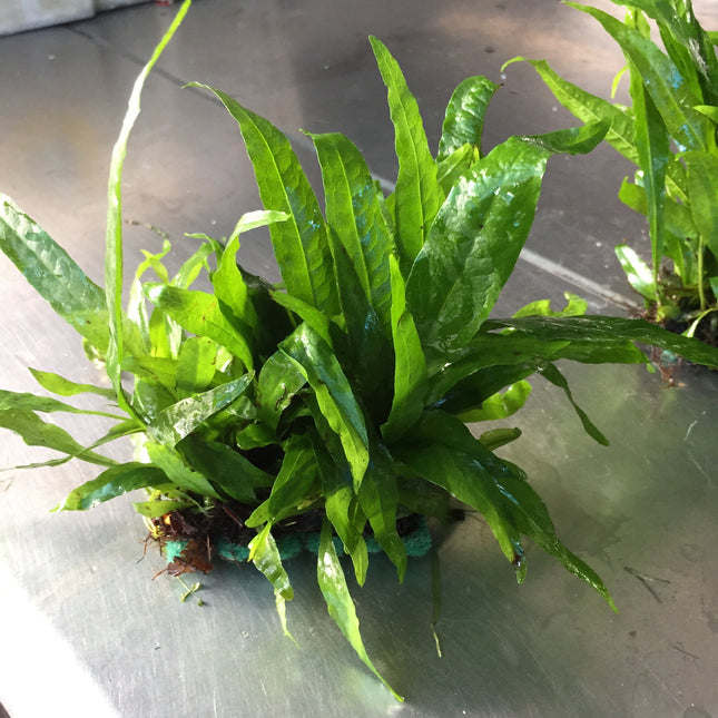 Microsorum Pteropus Java Fern Aquarium Plant – Easy Care Live Freshwater Plant for Fish Tanks