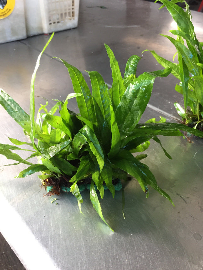 Microsorum Pteropus Java Fern Aquarium Plant – Easy Care Live Freshwater Plant for Fish Tanks