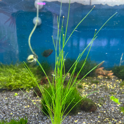 Eleocharis Montevidensis: Easy Care Aquatic Plant for Stunning Aquarium Midgrounds