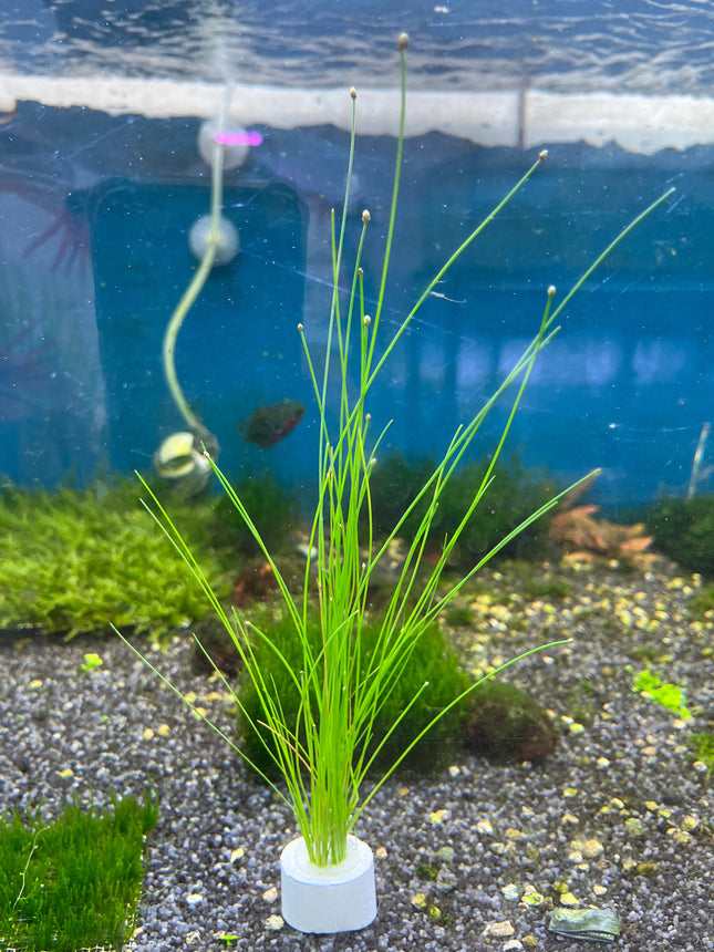 Eleocharis Montevidensis: Easy Care Aquatic Plant for Stunning Aquarium Midgrounds