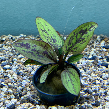 Vibrant Echinodorus Chocolate Marble Aquatic Plant for Stunning Aquarium Decor