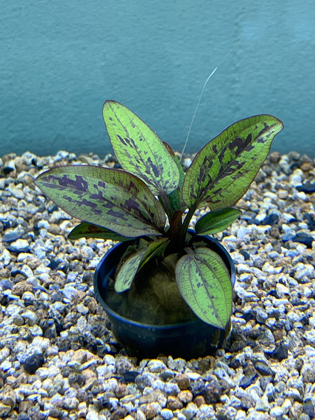 Vibrant Echinodorus Chocolate Marble Aquatic Plant for Stunning Aquarium Decor