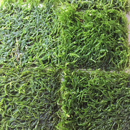 Vibrant Flame Moss Live Aquarium Plant on Mesh for Easy Aquascaping