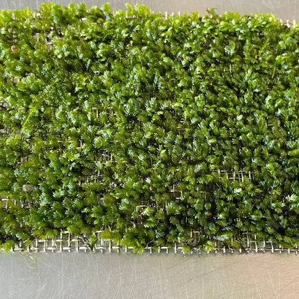 Premium Mini Fissiden Mesh Aquatic Moss for Nano Aquariums & Aquascaping