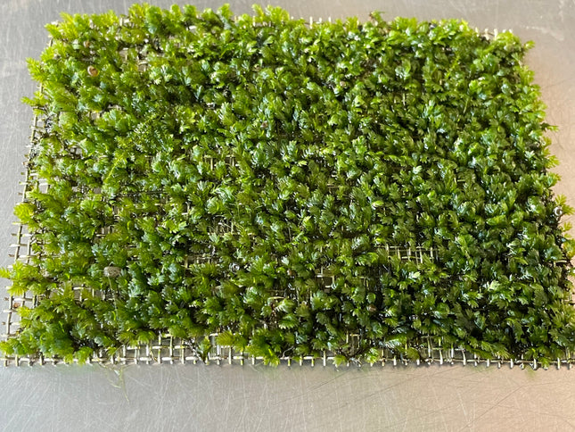 Premium Mini Fissiden Mesh Aquatic Moss for Nano Aquariums & Aquascaping
