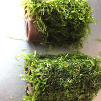Beautiful Live Aquarium Moss on Ceramic: 3-Hole Easy Aquatic Plant