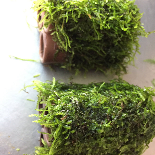 Beautiful Live Aquarium Moss on Ceramic: 3-Hole Easy Aquatic Plant