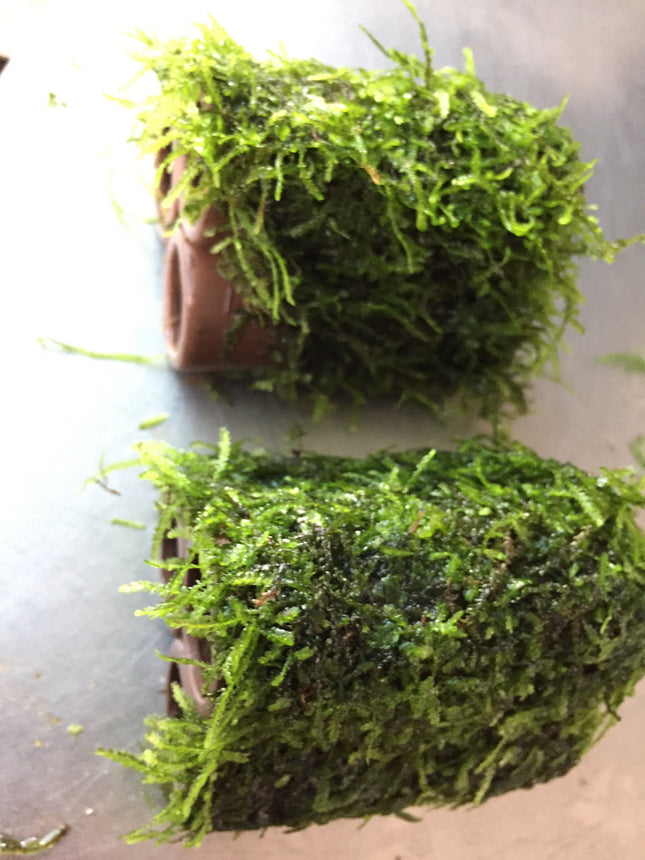 Beautiful Live Aquarium Moss on Ceramic: 3-Hole Easy Aquatic Plant
