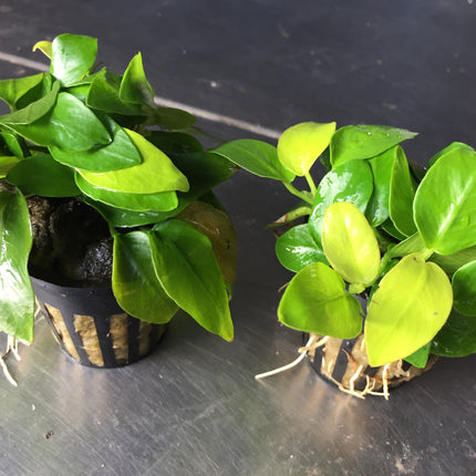 Lush Anubias Golden Nana Aquarium Plant: Potted, Easy Care, Low Light Aquatic