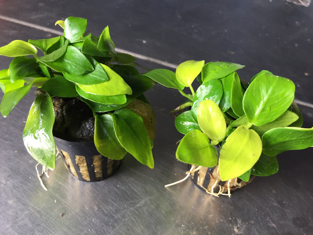Lush Anubias Golden Nana Aquarium Plant: Potted, Easy Care, Low Light Aquatic