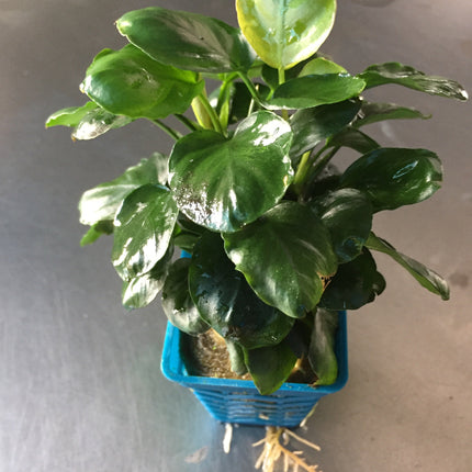 Anubias Nana Coin Live Aquarium Plant - Easy Care Freshwater Aquatic Decor