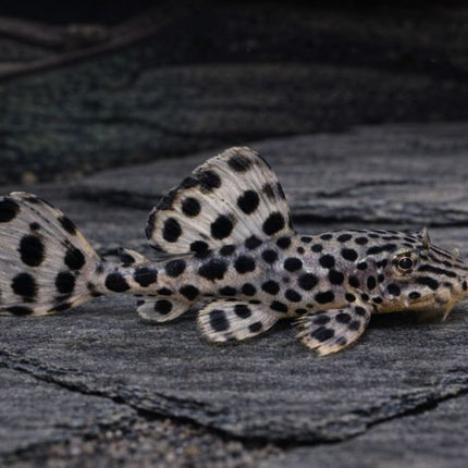 Pleco Imperial Ranger (1-1.5cm)