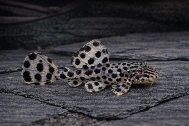 Pleco Imperial Ranger (1-1.5cm)