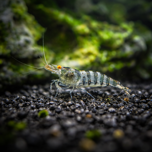 Indian zebra shrimp 1-1.5cm