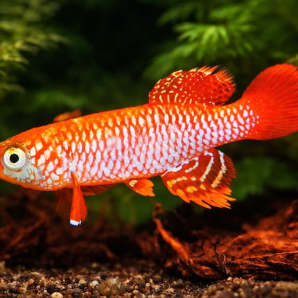 Nothobranchius kisaki 3-4cm