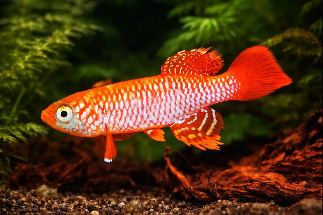 Nothobranchius kisaki 3-4cm