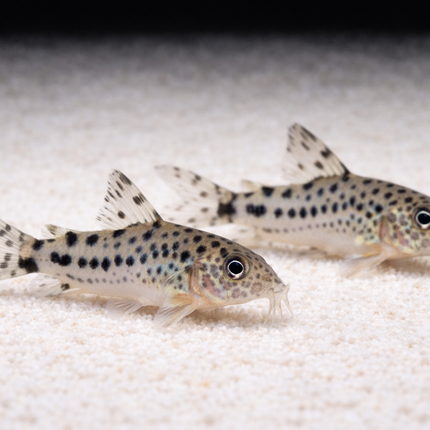 Corydoras knaacki 2cm