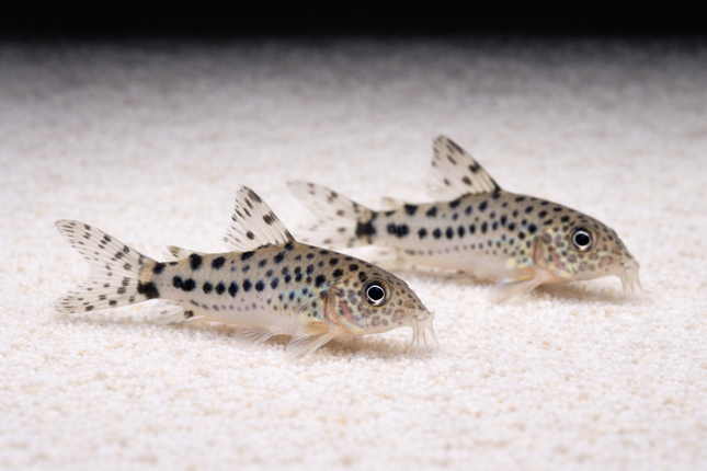 Corydoras knaacki 2cm