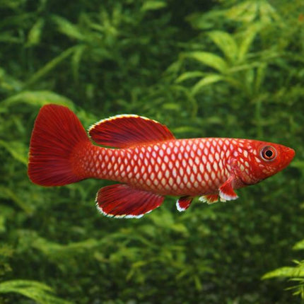 Nothobranchius korthausae 3-4cm