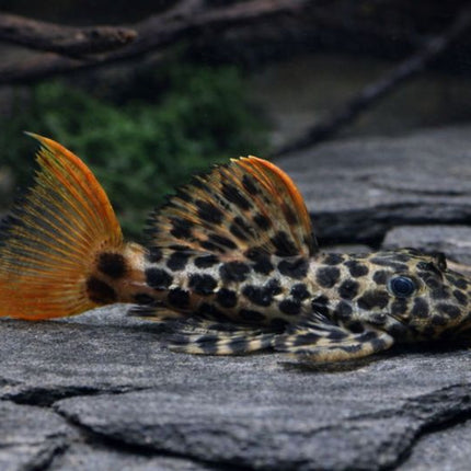 Pleco L114 leopard cactus 6-7cm