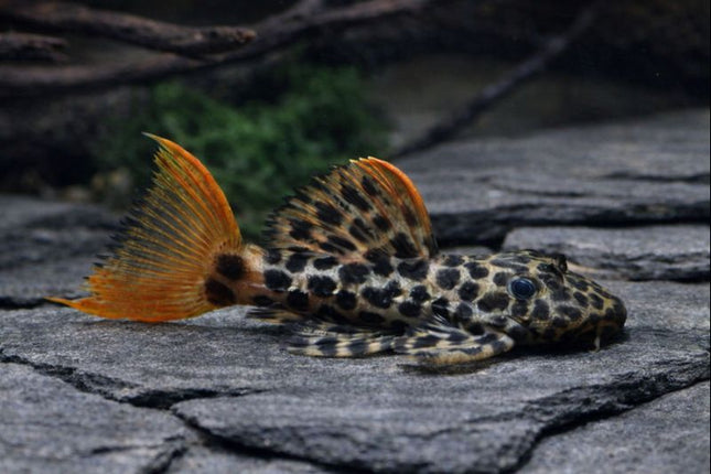 Pleco L114 leopard cactus 6-7cm