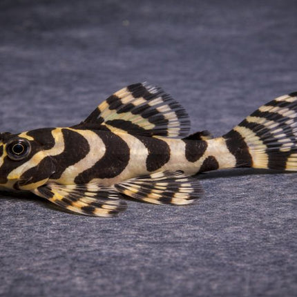 Pleco L134 leopard frog 6-8cm