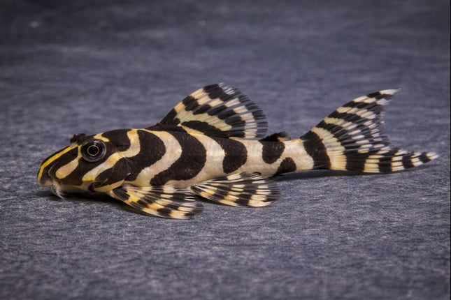 Pleco L134 leopard frog 6-8cm